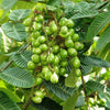 Green Matoa Fruit Plant