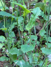 Muyalcheviyan