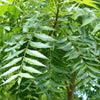 Neem