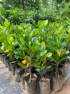 J33 Jackfruit Live Plant