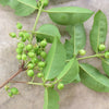 Guamirim  Live Plant - A Premium Rare Fruit Tree with Naturally Sweet, Non-Acidic Flavor