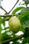 Malabar Chestnut – Pachira aquatica