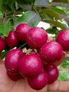 Ruby Longan Fruit Plant