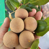 pingponglongan_exoticagrove