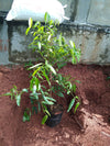 Achachairu Fruit Live Plant - Garcinia humilis