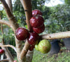 Giant Red Crystal Jaboticaba