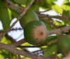 Green Sapote Fruit Plant -  Pouteria viridis