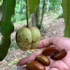 Pra Nut Live Plant