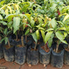 Kalluketti Mango Live Plant