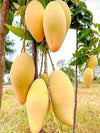 Catimon Mango Live Plant - A Tropical Marvel That Sweetens Every Season