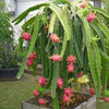 Dragon Fruit (Pink Flesh) Plant