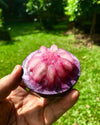 Purple Star Apple Fruit Plant