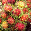 Rambutan Rongrien - Nephelium lappaceum