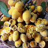 Sampouch Fruit Plant
