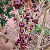 Jaboticaba Red Hybrid Fruit Plant