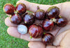 ESALQ Red Jaboticaba