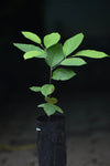 Sampouch Fruit Plant