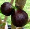 ESALQ Red Jaboticaba