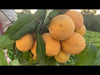 Madd Fruit – Saba senegalensis