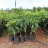 Sonpari Mango Live Plant