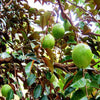 Green Star Apple Fruit Plant - A Lush Tropical Delicacy with Natural Wellness Value