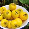 Yellow Strawberry Guava Live Plant