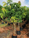 Suvarnarekha Mango Live Plant