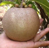 Thai King Sapote Live Plant
