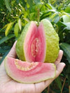 Pink Thai Guava Fruit Plant
