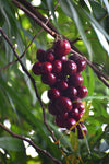 Terengganu Cherry Fruit Plant