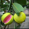 Pink Thai Guava Fruit Plant