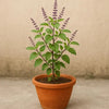 Tulsi