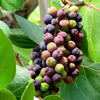 Sea Grape Fruit Plant