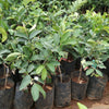 VNR Guava Live Plant