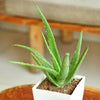 Kattaar Vazha / Aloe Vera  Red