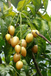 Wampee Fruit Plant