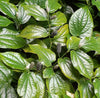 Thippili / Long Pepper