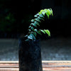 Yellow Jaboticaba Live Plant - Myrciaria glazioviana