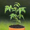 Neem